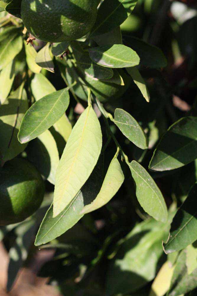              Sun leaves (Riverside, CA)       